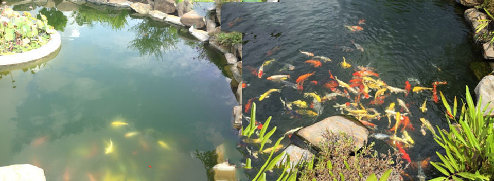 làm trong nước hồ cá KOI