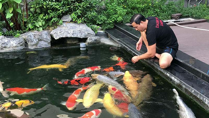 làm trong nước hồ cá KOI