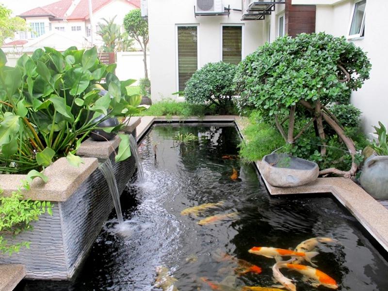 Địa chỉ thiết kế hồ cá Koi sân vườn chuyên nghiệp 2021