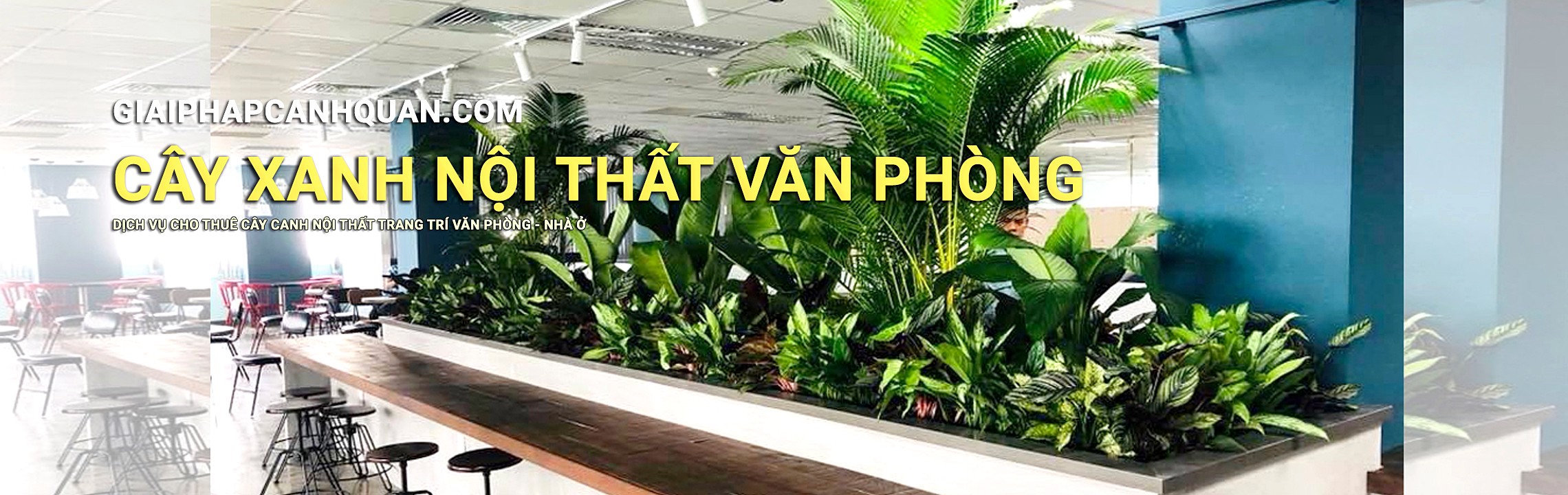 cho thuê cây cảnh văn phòng 2021
