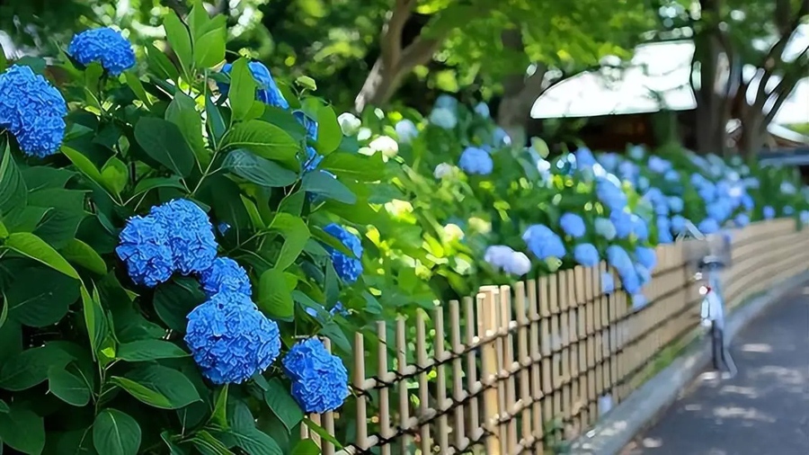 Cây trồng hàng rào thấp