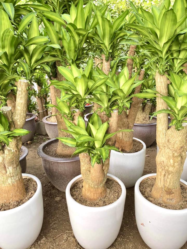 Cây Phát Tài (Thiết Mộc Lan)