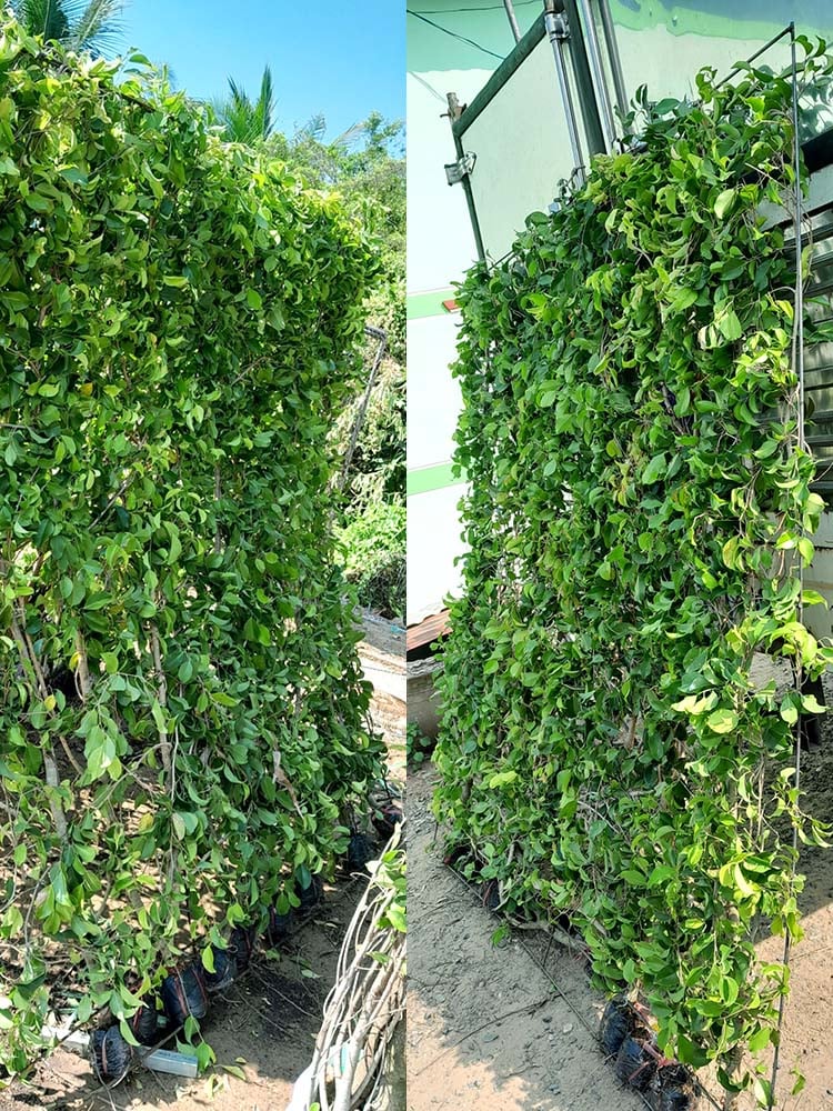 Cây trồng hàng rào cao