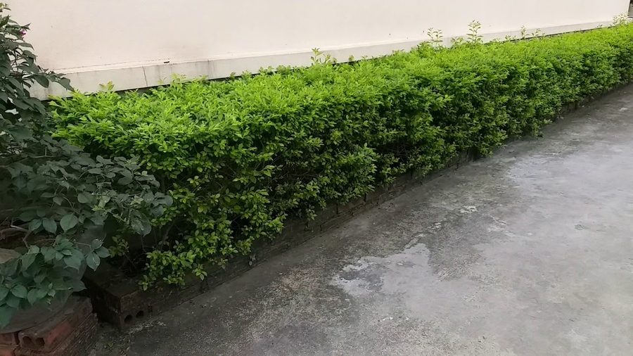 Cây trồng hàng rào