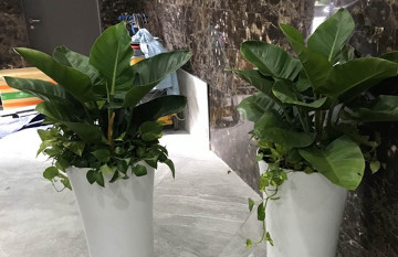 Cây Trầu Bà Đế Vương