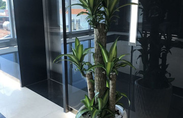 Cây Phát Tài Sọc