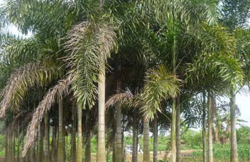 Cây Cau Đuôi Chồn