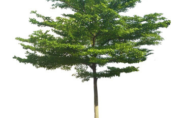 Cây Bàng Đài Loan