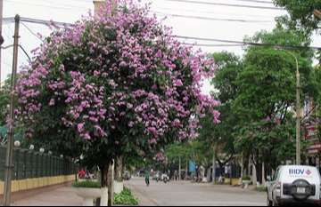 Cây Bằng Lăng Tím