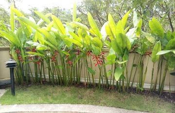 Cây chuối pháo