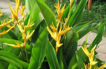 Hoa chuối mỏ két