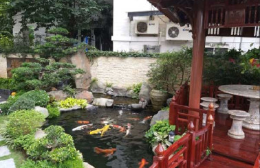 Chuyên thiết kế, thi công các hồ cá Koi đẹp, tiết kiệm nhất