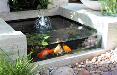 Nuôi bể cá Koi nhỏ đẹp, phát triển khỏe mạnh cần những gì?