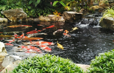 Giá làm hồ cá koi phụ thuộc vào các yếu tố nào?
