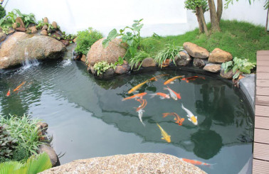 Tổng hợp những kinh nghiệm làm hồ cá koi mới nhất