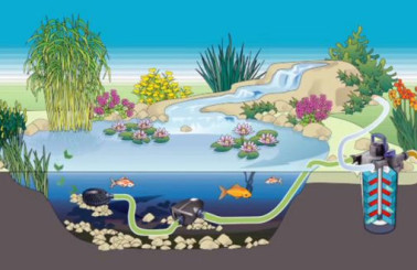 Giải đáp giúp bạn câu hỏi: Tại sao nên làm lọc hồ cá koi?