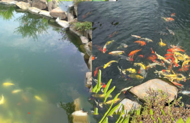 Cách làm trong nước hồ cá koi đơn giản