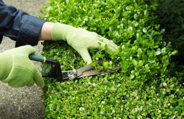 Dịch vụ Chăm sóc sân vườn, Bảo Dưỡng cảnh quan