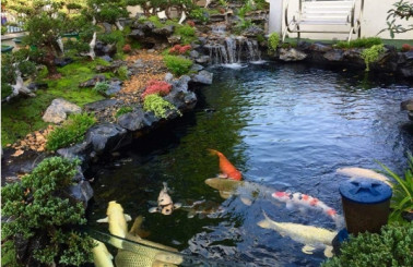 Tổng hợp những mẫu hồ cá Koi đẹp không thể bỏ qua