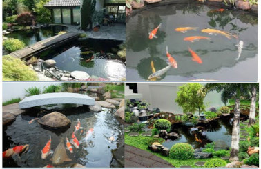Hồ nuôi cá koi đẹp cho khuôn viên nhỏ – XEM NGAY