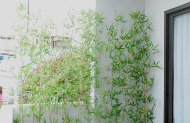 Mẫu cây tiểu cảnh sân vườn không nên bỏ qua