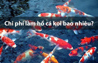 Chi phí làm hồ cá koi hết bao nhiêu tiền? XEM NGAY