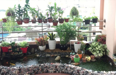 Thông tin dịch vụ làm hồ cá koi trên sân thượng giá rẻ