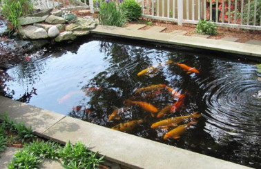 Cảnh báo: Những điều bạn cần phải biết về giá làm hồ cá Koi!