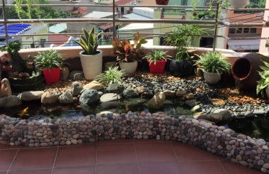 Làm hồ cá Koi giá rẻ có khả thi không? Thi công hồ cá giá rẻ thế nào?