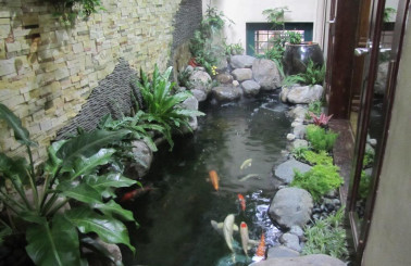 Bí kíp vàng làm trong nước hồ cá koi chỉ trong 10 phút!