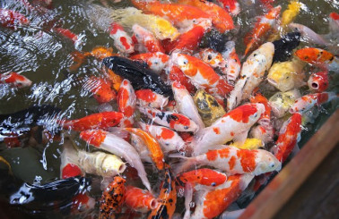 Dịch vụ làm hồ cá Koi trong nhà nhanh gọn, tiết kiệm chi phí