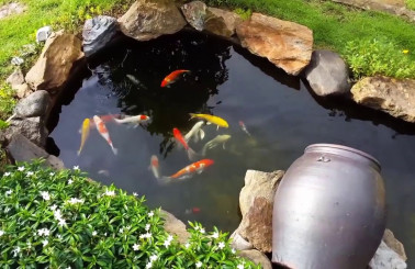 Hướng dẫn cách làm hồ cá Koi chỉ với các bước siêu đơn giản