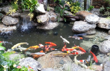 Hướng dẫn tự làm hồ cá Koi mini đẹp mắt không nên bỏ qua