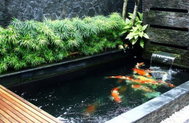 Khám phá phương pháp làm hồ cá koi xi măng đúng chuẩn