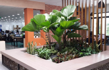 Dịch vụ thi công tiểu cảnh văn phòng, không xem hối hận