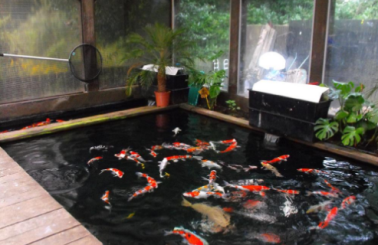 Bí kíp vàng để tránh thất bại khi xây hồ cá Koi đẹp trong nhà