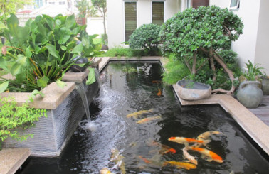 Muốn có một hồ cá Koi đẹp đơn giản không thể thiếu 3 yếu tố này