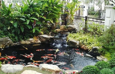 Tìm hiểu cách khắc phục nước hồ cá bị đục tối ưu nhất
