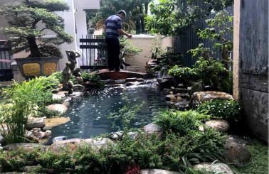 Đâu là cách khắc phục nước hồ cá bị xanh hiệu quả nhất?