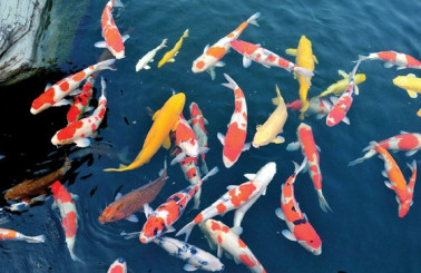 [Hướng dẫn] các cách làm nước trong hồ cá không bị đục