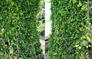 Cây trồng hàng rào: Giải pháp xanh tuyệt vời cho ngôi nhà của bạn