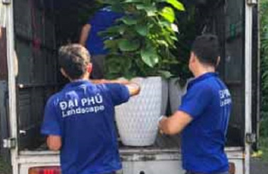 Cho thuê cây cảnh: 7 lý do nên chọn dịch vụ thay vì mua