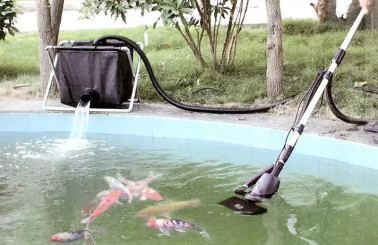 Hồ cá bị rêu xanh【Nguyên nhân - Cách khắc phục an toàn hiệu quả】