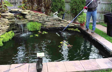 Bật mí các biện pháp xử lý hồ cá ngoài trời bị rêu hiệu quả