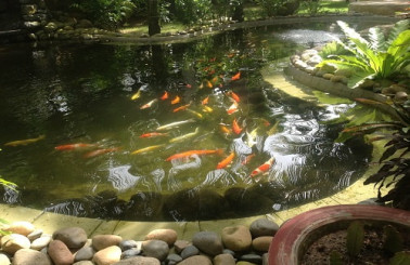 Nguyên nhân nước hồ cá bị xanh và các biện pháp xử lý hiệu quả