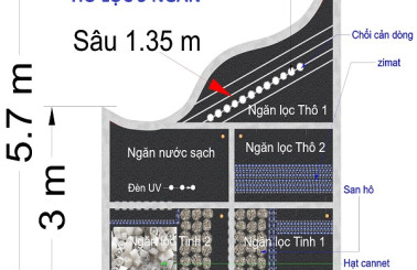 Bể Ngọc Tại Gia: Khám Phá 7 Xu Hướng Thiết Kế Hồ Cá Koi Đỉnh Cao 2025