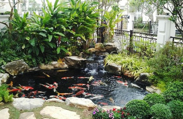 Thiết kế hồ cá Koi đẹp và những điều cần lưu ý