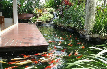 Trang trí hồ cá Koi đẹp với kiểu thiết kế ấn tượng nhất