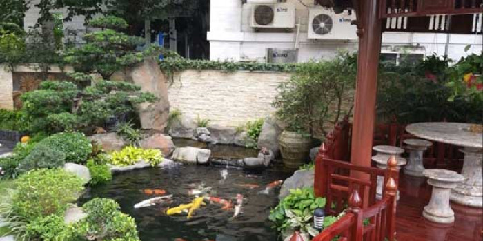Chuyên thiết kế, thi công các hồ cá Koi đẹp, tiết kiệm nhất