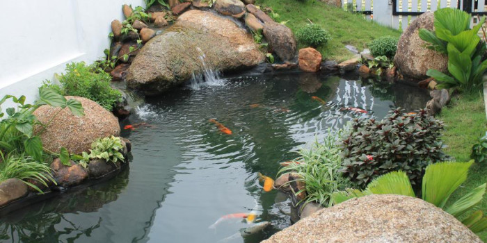 Kinh nghiệm sở hữu bể nuôi cá Koi đẹp cho người mới bắt đầu
